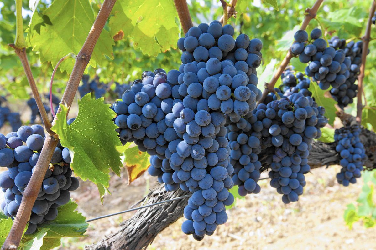 Sangiovese