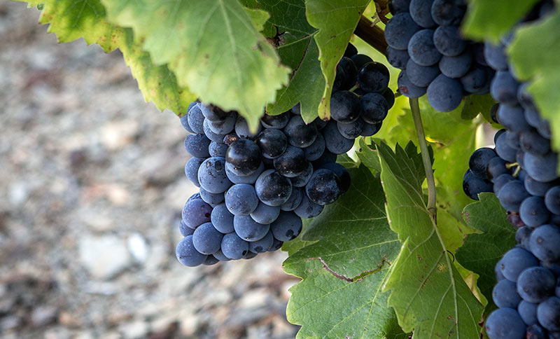 Carignane
