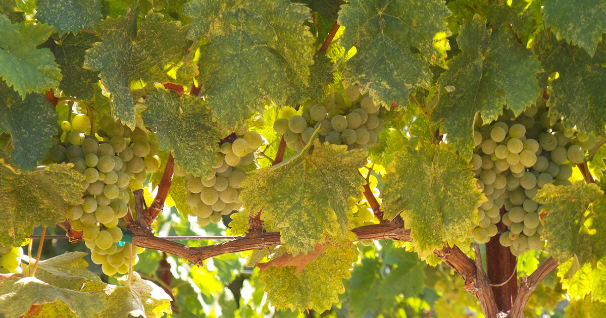 Vermentino